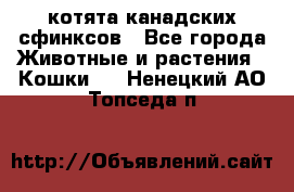 котята канадских сфинксов - Все города Животные и растения » Кошки   . Ненецкий АО,Топседа п.